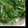 クック0PDJP3☆'s cooksnap of when they made 簡単★ほうれん草のおひたし.