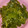 sweet＊rose's cooksnap of when they made 生わかめのおひたし.