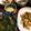 atsuryoku鍋's cooksnap of when they made 小松菜と豚肉の中華炒め.