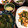 atsuryoku鍋's cooksnap of when they made 小松菜と豚肉の中華炒め.