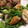 クックBU6PML☆'s cooksnap of when they made シャッキりピーマンとちくわのさっぱり和え.