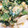 ☆メルク☆'s cooksnap of when they made ❀菜の花と卵のめんつゆマヨサラダ❀.