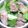 nosso's cooksnap of when they made 小松菜と厚切りベーコンのサラダ.