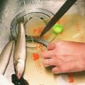 カナン★'s cooksnap of when they made 爽快！！アレで魚の鱗をゴッソリ取る！.