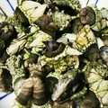 クックXIVCPO☆'s cooksnap of when they made 簡単♪亀の手の塩茹で♪食べ方.