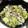 Haika☆'s cooksnap of when they made ストウブできゃべつとはまぐりの酒蒸し.