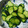 kitchen.aco's cooksnap of when they made 簡単 胡瓜の漬け物.