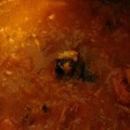 natsuたろう's cooksnap of when they made いわしのトマト煮.