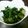TORACO♪'s cooksnap of when they made 名産地発☆若ゴボウ葉のごま油炒め.