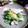ＴＯＭＯＷＡＴ's cooksnap of when they made わけぎとイカゲソの辛子ぬた和え.