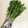 なつき☆ミ's cooksnap of when they made 私的水菜の☆長持ち保存.