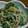 あんじぇりか124's cooksnap of when they made 大根の葉ともやしのナムル.