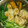 T❀mo's cooksnap of when they made ♥きりたんぽ鍋の簡単な作り方♥.
