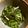あいぱらりん's cooksnap of when they made 簡単。ニラのごま油醤油和え.