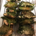 ピンクlotus's cooksnap of when they made 鰯梅の大葉はさみ揚げ.