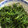 chika0808's cooksnap of when they made 簡単！おかひじきの醤油マヨネーズ和え.