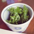 pikonene's cooksnap of when they made わさび菜のガーリックサラダ♪.