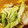 nopinoppi's cooksnap of when they made 白菜の中華風浅漬け.