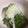めいたんのママ's cooksnap of when they made めかぶ 芽ワカメの食べ方.