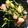 クックGP3A41☆'s cooksnap of when they made 春だ！菜の花と海老の炒め物.