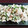 ★あきすけ★'s cooksnap of when they made レンジで簡単☆ささみの梅肉和え☆.