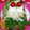 みっくママ's cooksnap of when they made プチトマト飾りきのこ風水切りヨーグルトT.