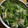 はちみつこーひー's cooksnap of when they made 鳥皮と水菜のさっと茹で.