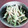 ★あきすけ★'s cooksnap of when they made いんげんのおかかマヨ和え☆.