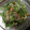 cannacoron's cooksnap of when they made 大根と水菜のサラダ☆マリネ風.