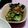 ミュッミュッ's cooksnap of when they made きゅうりとなめたけの酢の物♪.