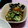 ミュッミュッ's cooksnap of when they made きゅうりとなめたけの酢の物♪.