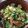 yunohr's cooksnap of when they made 菜の花と炒り卵のぺペロンチーノ風まぜご飯.