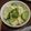 えむさら's cooksnap of when they made 簡単にキャベツときゅうりのサラダ.