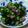 winter12's cooksnap of when they made きゅうり.わかめ. ホタルイカの酢の物　.