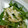 ぷぷぷりぷりぷりこ's cooksnap of when they made 白菜と干し桜エビのサラダ.
