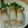 クックGDWQJS☆'s cooksnap of when they made おつまみ☆ピリ旨！かいわれのチーズちくわ.