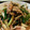 ネギトロ丼's cooksnap of when they made 豚ばらとわけぎともやしの炒め物.