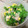 まいうぅ's cooksnap of when they made わさび菜とツナ缶の和え物.