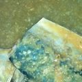 クックVK2ANN☆'s cooksnap of when they made 定番だけどおいしい☆鯖の味噌煮.