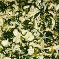 クックOJ6ZRB☆'s cooksnap of when they made 大根菜とササミの常備菜.