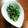 ♡ちゅるママ♡'s cooksnap of when they made 菜の花のからし和え.