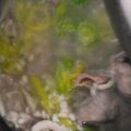 viviouji's cooksnap of when they made もち麦でプチプチ トロトロスープ.