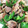 クック8KB7FJ☆'s cooksnap of when they made 簡単！砂肝とピーマンの塩炒め！.