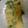 ｽｶｲﾌｨｯｼｭ☆'s cooksnap of when they made 小松菜の卵焼き.