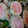 ふぁんたにゃん's cooksnap of when they made じゃことかまぼこのさっと炒め.