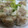 ぱるママぱたこ's cooksnap of when they made 我が家のしゅうまい♪.