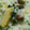 ★ωゆいω★'s cooksnap of when they made こけら寿司～筍と鯖のばらずし～.