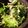 agak's cooksnap of when they made のりたっぷり!!水菜サラダ.