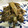 moon314's cooksnap of when they made おつまみに♪舞茸とごぼうのきんぴら.