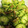 CS★C's cooksnap of when they made みょうがときゅうりの酢の物.